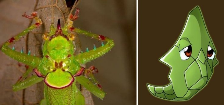 1750475894 714 16 pokemons que existem na vida real pokemon6