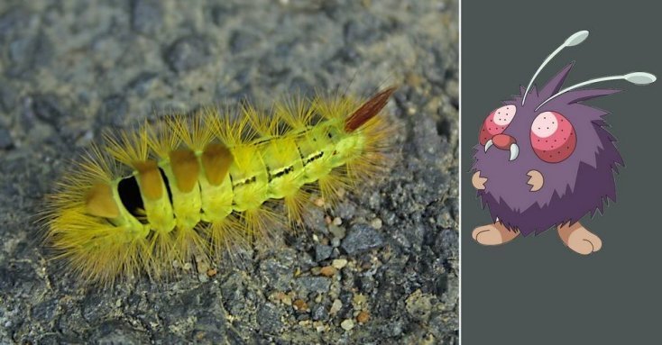 1750475898 947 16 pokemons que existem na vida real pokemon9