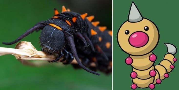 1750475900 297 16 pokemons que existem na vida real pokemon11