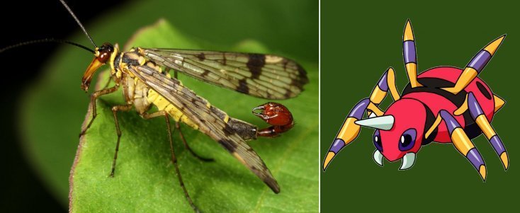 1750475903 817 16 pokemons que existem na vida real pokemon14