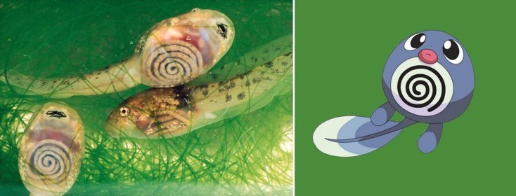 1750475906 1 16 pokemons que existem na vida real pokemon16