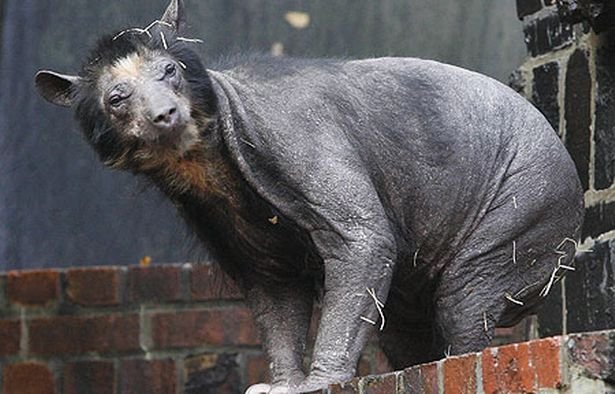 1750491848 134 7 animais que sao praticamente irreconheciveis sem os pelos