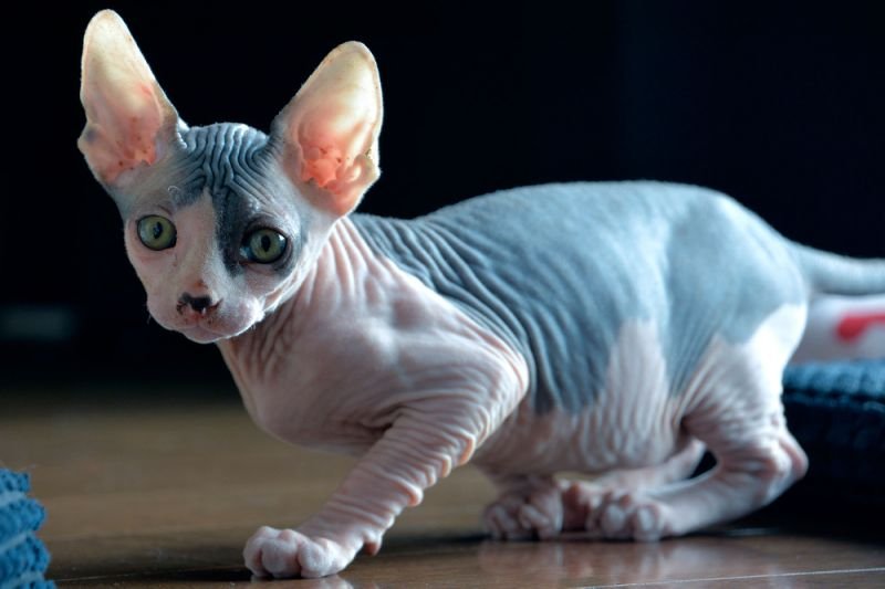1750491850 175 7 animais que sao praticamente irreconheciveis sem os pelos