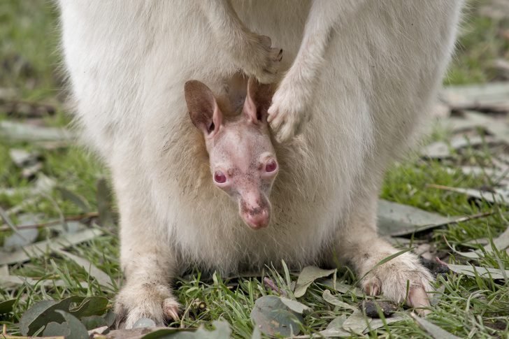 1750491851 502 7 animais que sao praticamente irreconheciveis sem os pelos