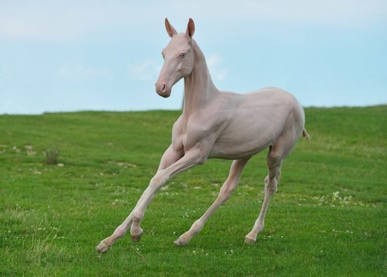 1750491855 801 7 animais que sao praticamente irreconheciveis sem os pelos