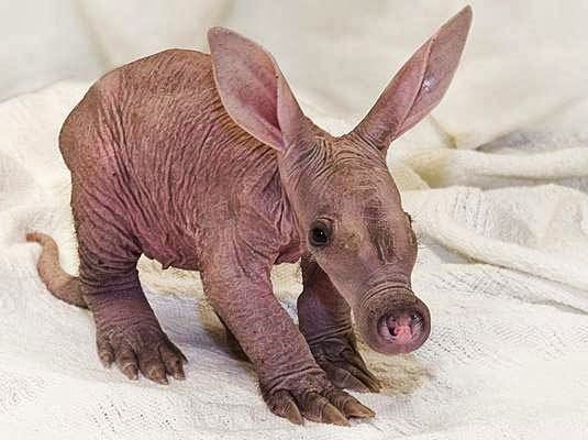 1750491857 300 7 animais que sao praticamente irreconheciveis sem os pelos