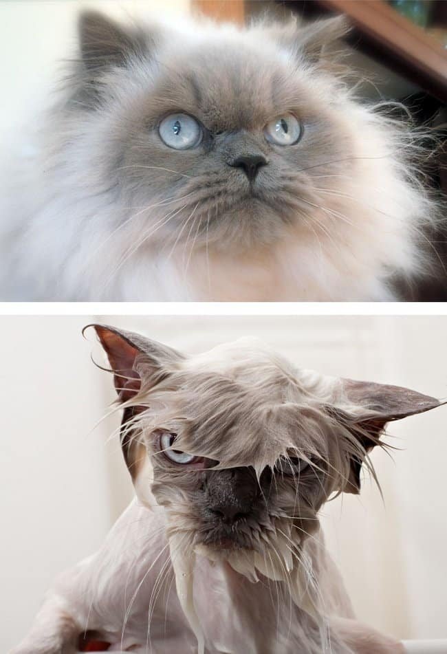 21 Fotos reveladoras de animais antes e durante o banho