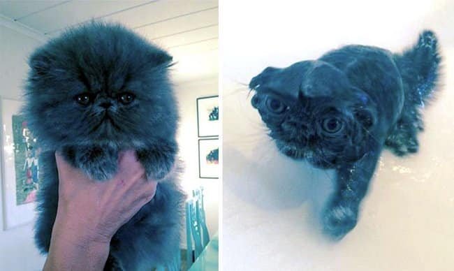 21 Fotos reveladoras de animais antes e durante o banho