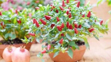 Como cultivar pimenta em vasos