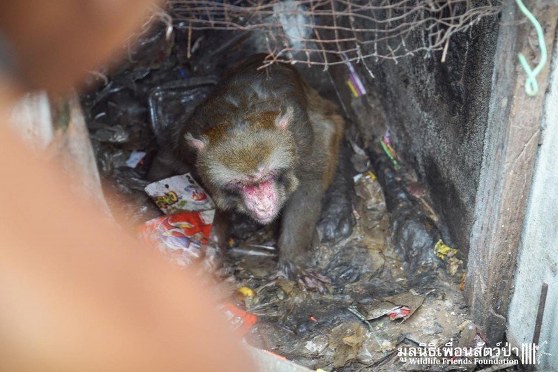 1750506787 417 uma denuncia anonima levou a equipe de resgate a este ani6