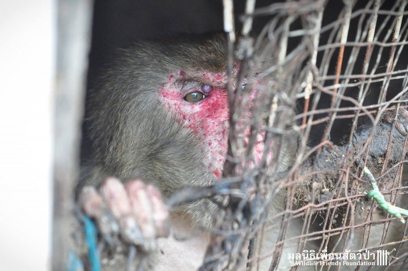 1750506787 444 uma denuncia anonima levou a equipe de resgate a este ani9