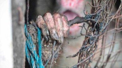 Uma denúncia anônima levou a equipe de resgate à este buraco. Eles mal podem acreditar no que encontram lá