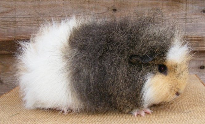 1750512312 115 20 animais bem diferentes e fascinantes que voce ja viu Foto: reptileforums.co.uk