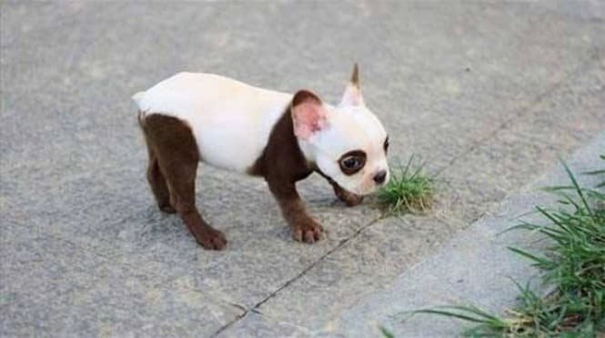 1750585632 26 14 caes que so podem ter sido desenhados pela mae 14 Cães que só podem ter sido desenhados pela mãe natureza