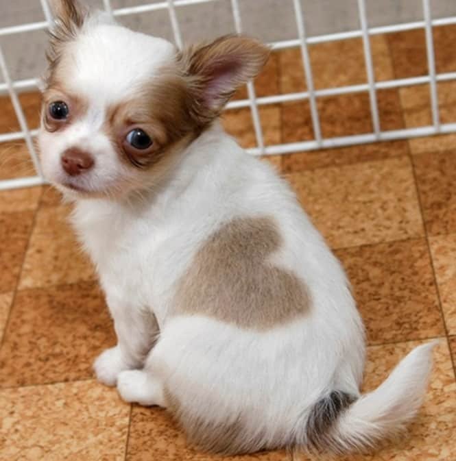 1750585636 940 14 caes que so podem ter sido desenhados pela mae 14 Cães que só podem ter sido desenhados pela mãe natureza
