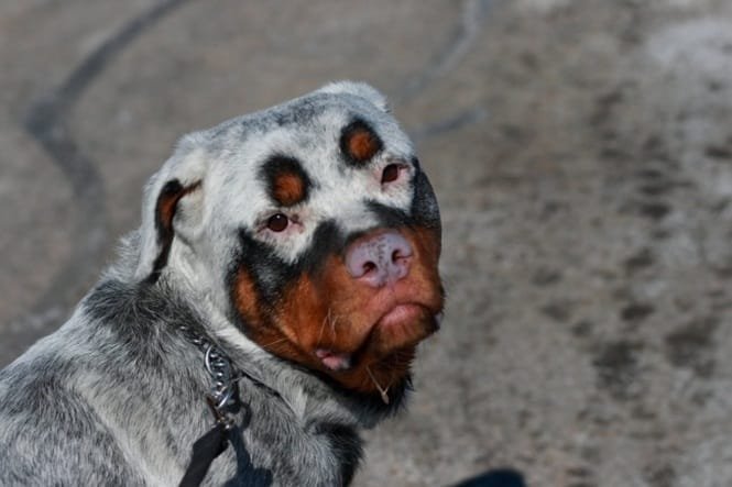 1750585645 8 14 caes que so podem ter sido desenhados pela mae 14 Cães que só podem ter sido desenhados pela mãe natureza