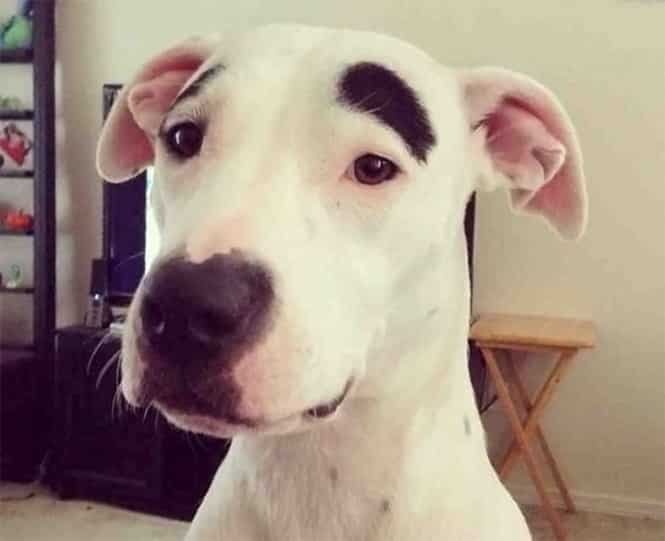 1750585646 703 14 caes que so podem ter sido desenhados pela mae 14 Cães que só podem ter sido desenhados pela mãe natureza