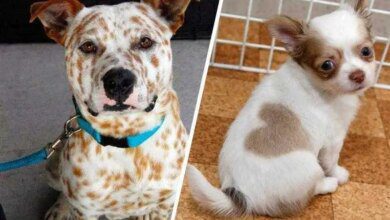 1750585649 14 caes que so podem ter sido desenhados pela mae 14 Cães que só podem ter sido desenhados pela mãe natureza