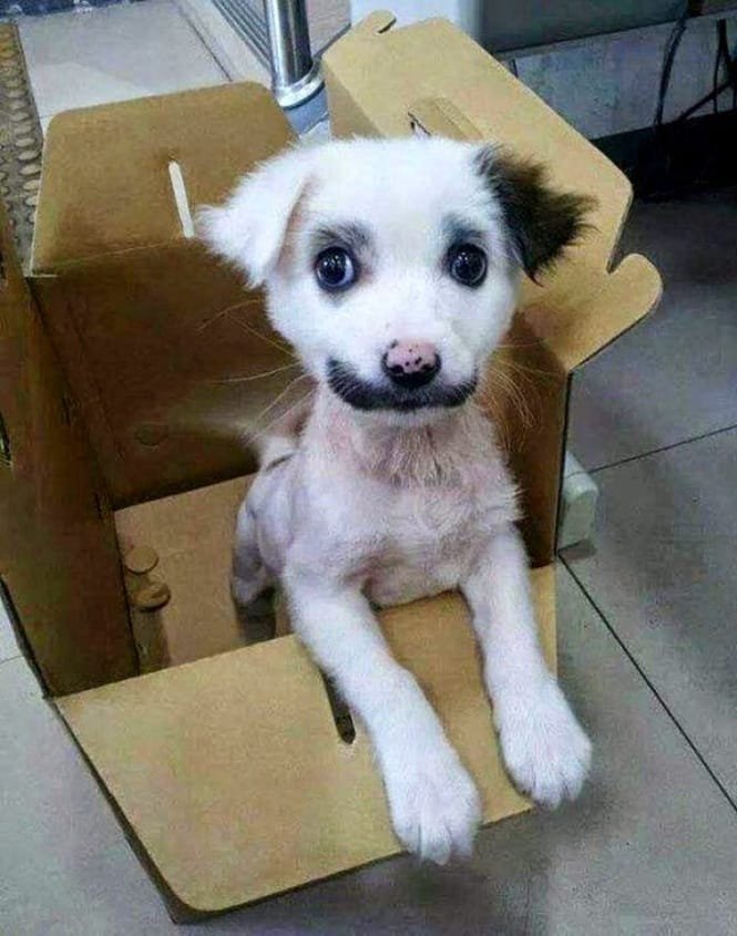 1750585649 841 14 caes que so podem ter sido desenhados pela mae 14 Cães que só podem ter sido desenhados pela mãe natureza