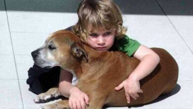 Veterinário sedou cão com câncer – as últimas palavras do menino comove o mundo