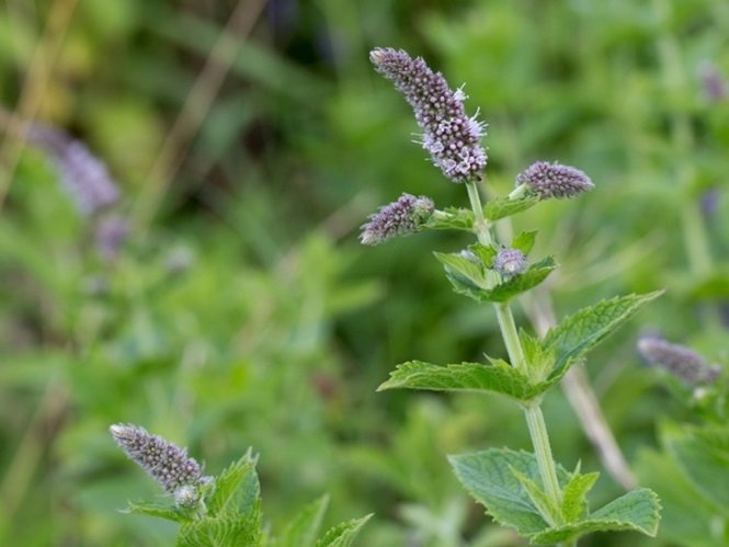 1750609997 45 5 plantas que repelem insetos naturalmente Foto: Labioguia