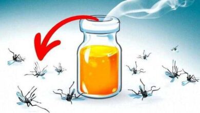 6 aromas que espantam os mosquitos