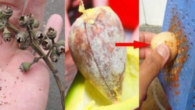 Remédio natural para acabar com as dores nas costas