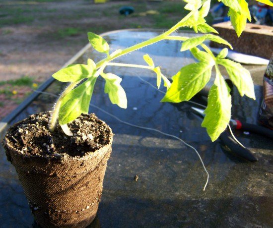 1750659018 99 como plantar tomate em garrafa pet blog photos March 2012 301