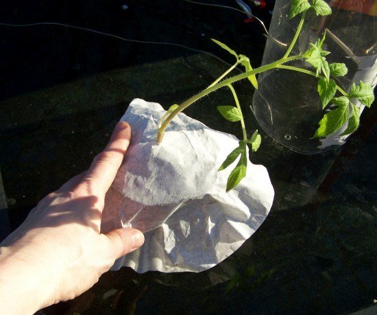 1750659020 186 como plantar tomate em garrafa pet blog photos march 2012 302