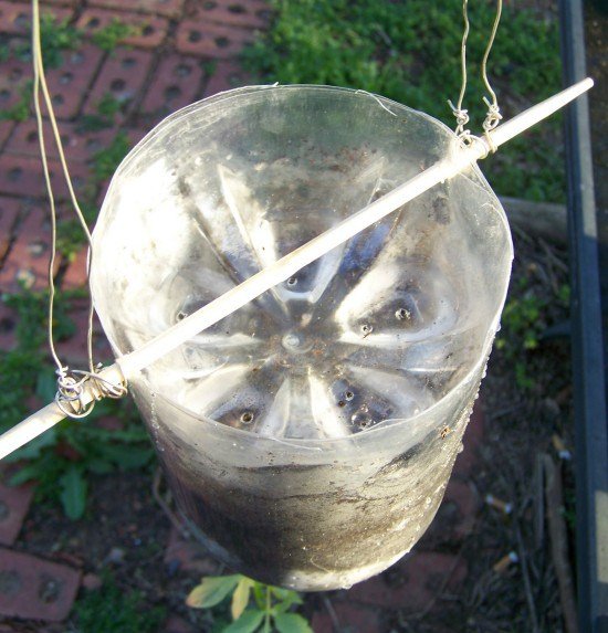 1750659028 44 como plantar tomate em garrafa pet blog photos march 2012 308