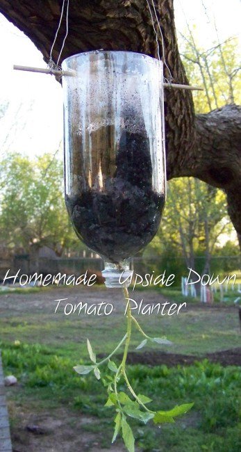 1750659029 449 como plantar tomate em garrafa pet blog photos march 2012 313