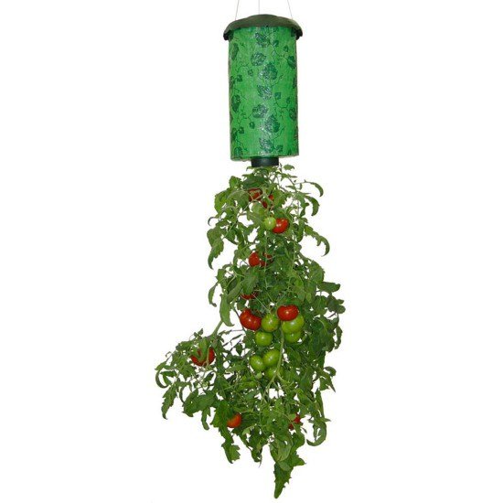1750659034 577 como plantar tomate em garrafa pet topsy-turvy-tomato_2