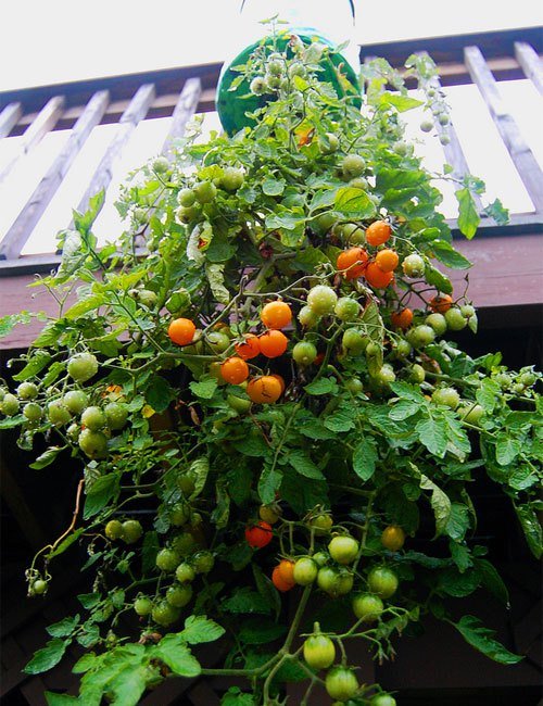 1750659036 348 como plantar tomate em garrafa pet 6-5-2009topsyturvy
