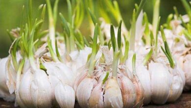Veja como é fácil plantar alho em casa