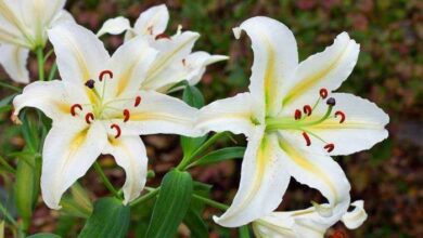 Como plantar e cultivar LÍRIOS em casa