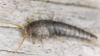 Acabe com as traças com esses 5 itens caseiros