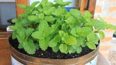 1750686370 10 motivos para voce consumir hortela sempre 10 motivos para você consumir hortelã sempre