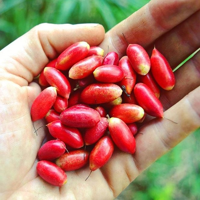 1750694177 231 16 frutas exoticas que a grande maioria das pessoas nao Foto: