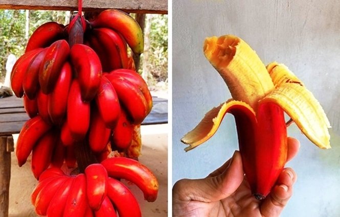 1750694178 115 16 frutas exoticas que a grande maioria das pessoas nao Foto: