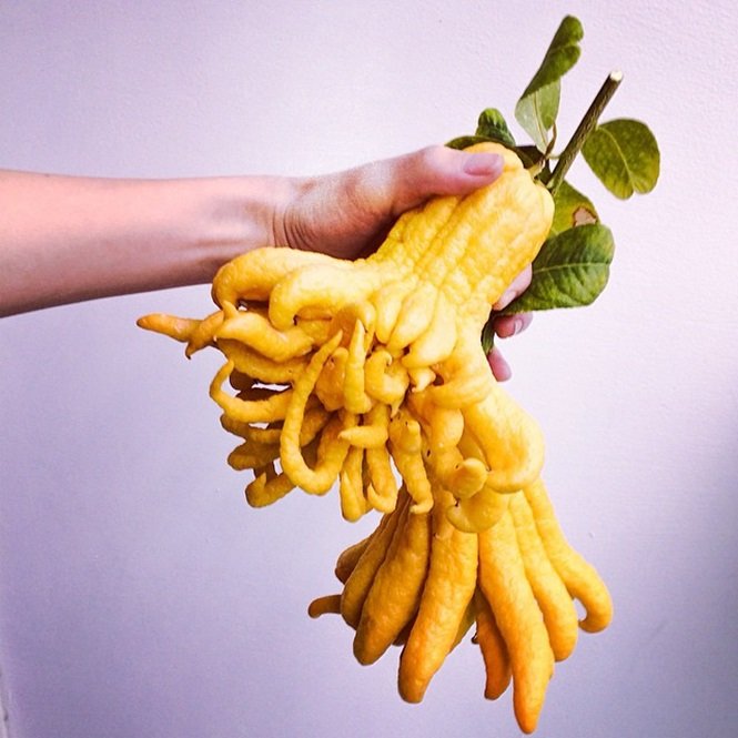 1750694184 175 16 frutas exoticas que a grande maioria das pessoas nao Foto: