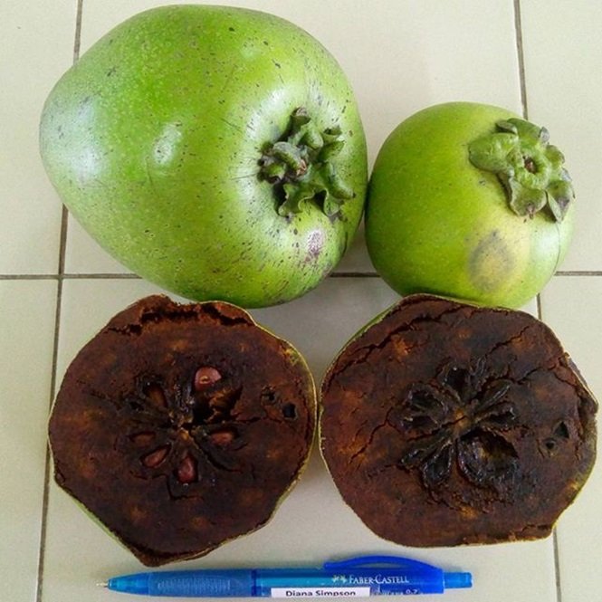 1750694188 694 16 frutas exoticas que a grande maioria das pessoas nao Foto: