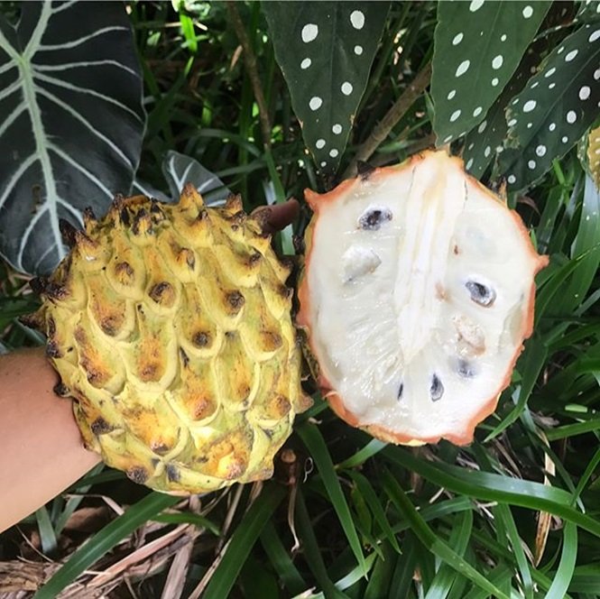 1750694191 737 16 frutas exoticas que a grande maioria das pessoas nao Foto: