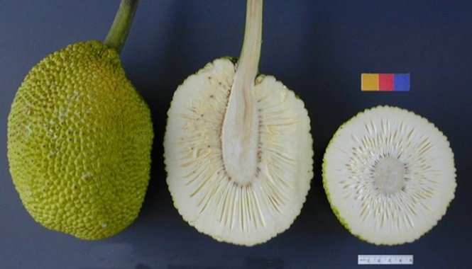 1750694195 200 16 frutas exoticas que a grande maioria das pessoas nao Foto: