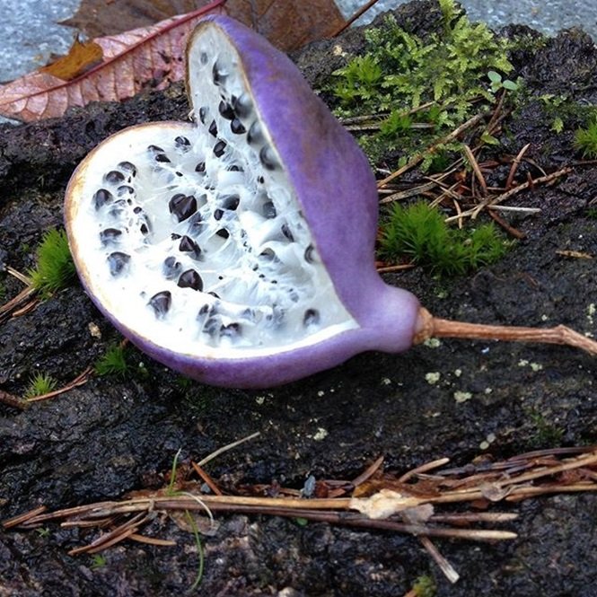 1750694201 939 16 frutas exoticas que a grande maioria das pessoas nao Foto: