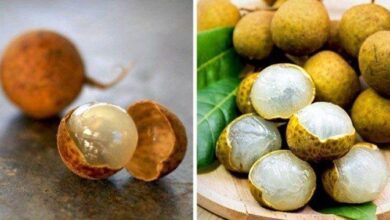 16 frutas exóticas que a grande maioria das pessoas não conhece