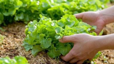 Conheça os benefícios da alface