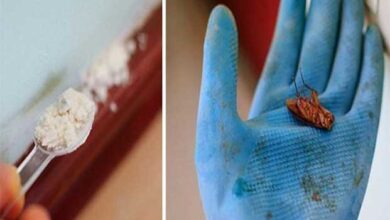 Receita Caseira para Exterminar Baratas Definitivamente