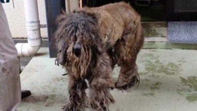 Depois de anos de descuido, ninguém sabia qual a raça desse cachorro… A sua transformação faz qualquer um chorar!