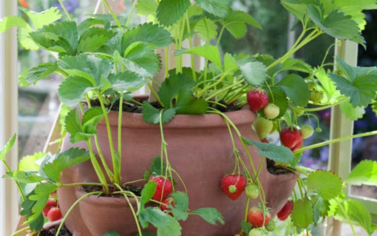 1750707734 275 9 formas diferentes de cultivar morangos em casa
