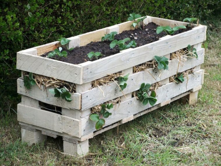 1750707739 671 9 formas diferentes de cultivar morangos em casa